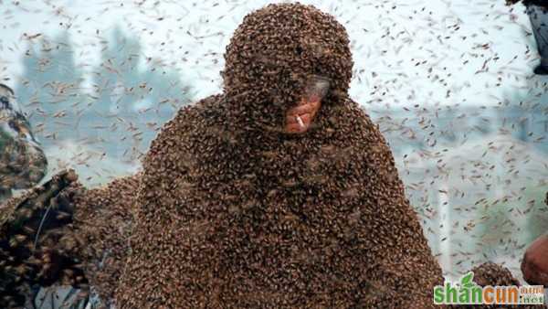 百万只蜜蜂蛰身：高丙国打破吉尼斯世界纪录 山村