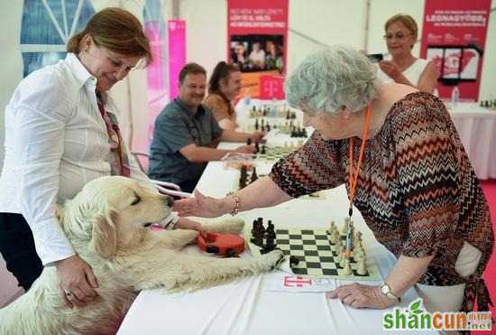 匈牙利87岁老妇刷新国际象棋吉尼斯纪录
