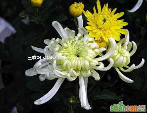 全国各地过重阳节的风俗 山村