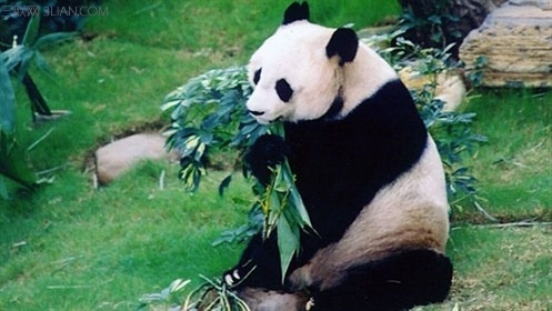 oldest-panda-ever-in-captivity-header_tcm25-388910_497x280