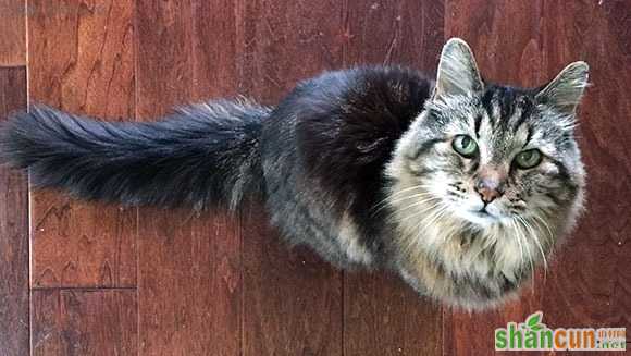 26岁在世最长寿的猫 山村