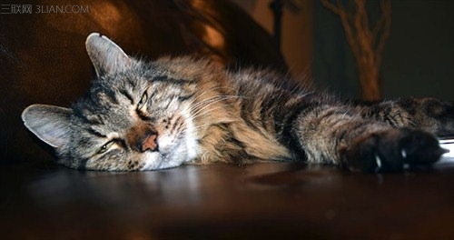 oldest-living-cat-corduroy_tcm25-391833_500<em></em>x264
