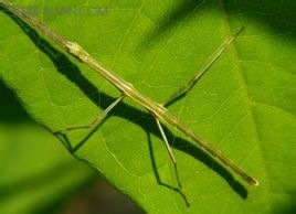 世界最长的昆虫 山村