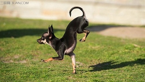 fastest-5-metres-on-front-paws-by-a-dog_konjo_guinness_world_records_tcm25-385886_496x280