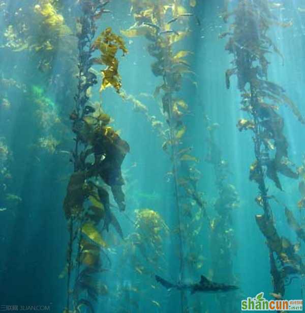 世界最大的藻类植物-巨藻