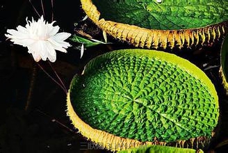 世界最出名的莲中之花 山村