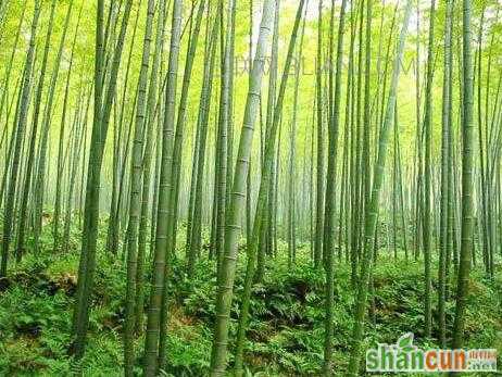 2017世界森林日是哪一天   山村