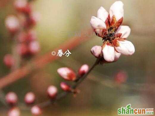 春分节气是什么意思    山村