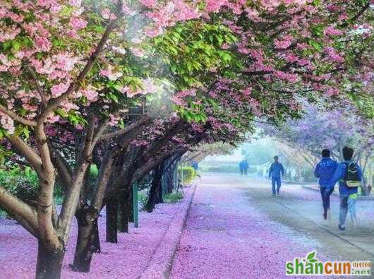 鹤壁樱花节是什么时候   山村