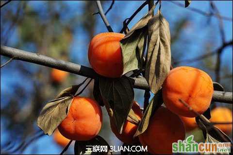 霜降节气有哪些习俗 山村