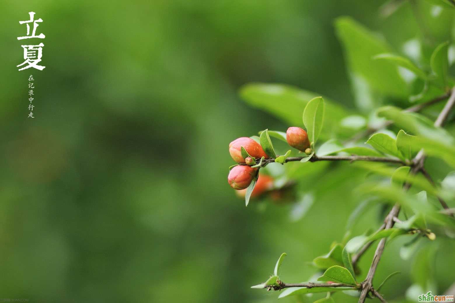 立夏为什么要吃蛋 山村