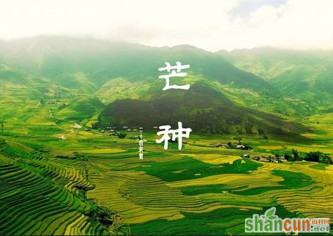 芒种习俗有哪些     山村