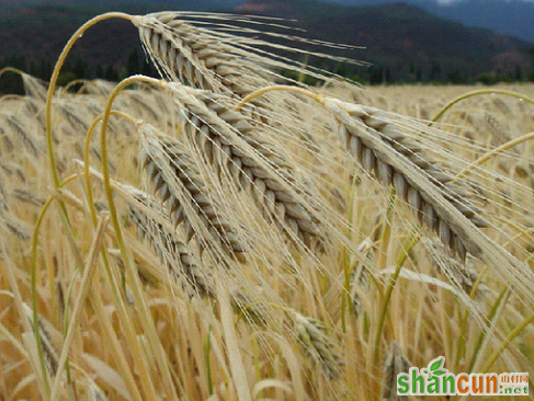 芒种节气是什么意思      山村