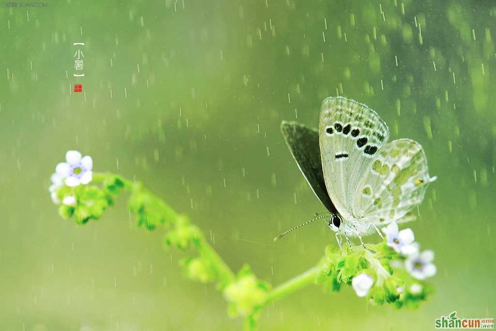 小暑节气民间传说 山村