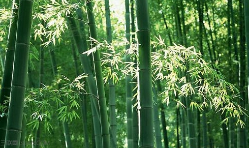 世界竹子日是几月几日      山村