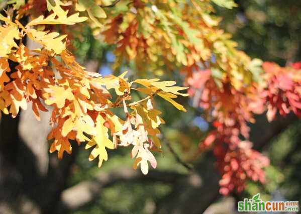 处暑气候特点_秋老虎     山村