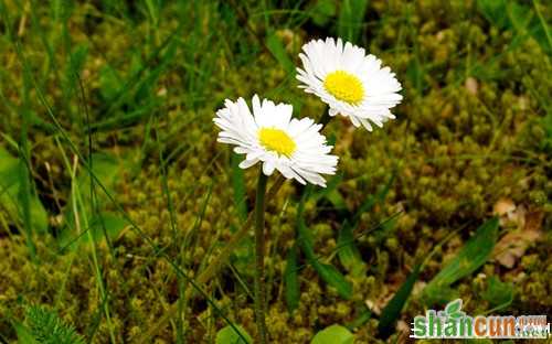 1月28日生日花占卜 山村