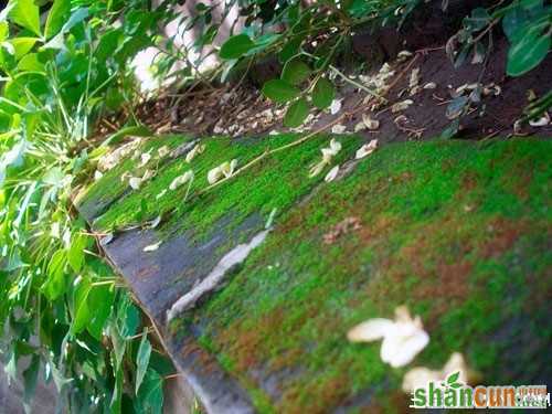 1月11日生日花占卜 山村