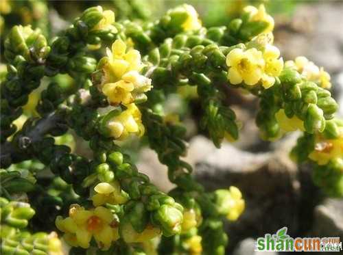 1月8日生日花占卜 山村