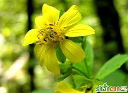 1月5日生日花占卜 山村