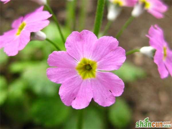 2月16日生日花占卜 山村