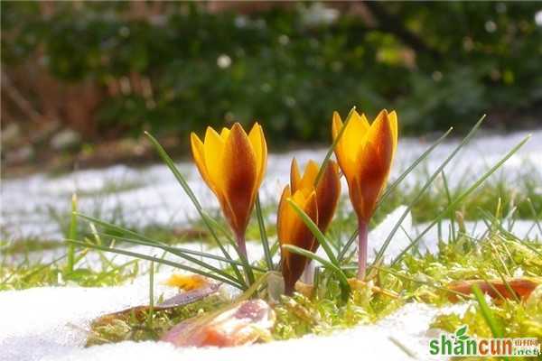 2月15日生日花占卜 山村