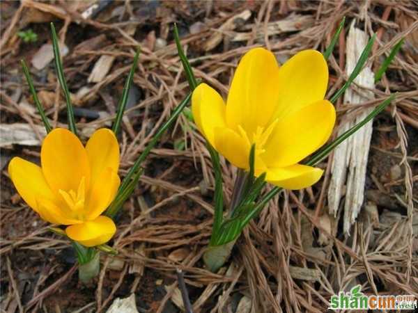 2月14日生日花占卜 山村