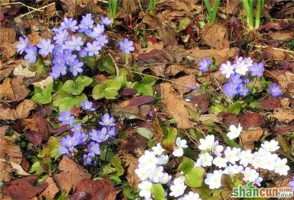 2月12日生日花占卜 山村