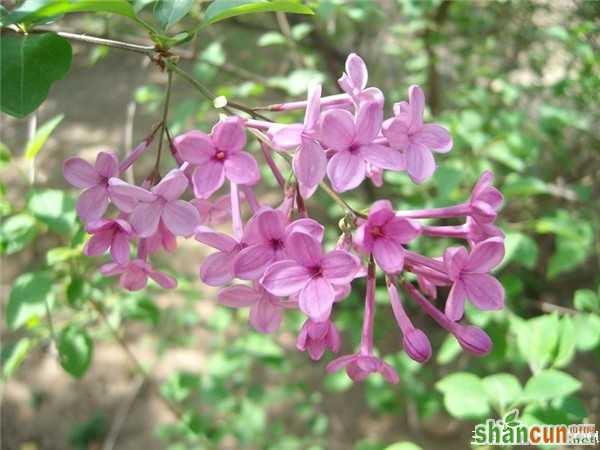 2月10日生日花占卜 山村