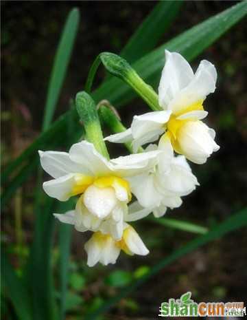 2月29日生日花占卜 山村