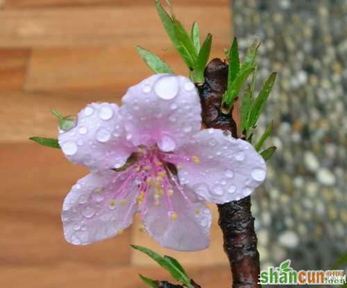 2月25日生日花占卜 山村