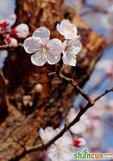 2月23日生日花占卜 山村