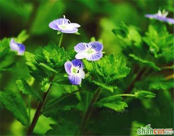 2月18日生日花占卜 山村