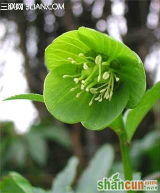 3月5日生日花占卜 山村