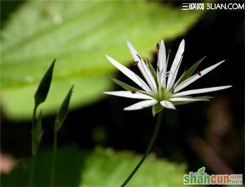 3月4日生日花占卜 山村