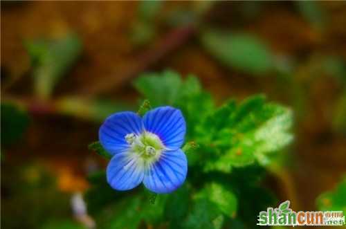 3月10日生日花占卜 山村