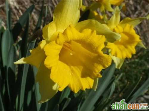 3月9日生日花占卜 山村