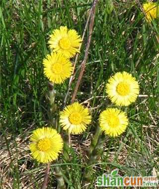 3月15日生日花占卜 山村