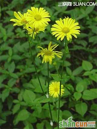 3月18日生日花占卜 山村