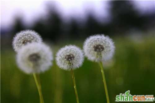 4月11日生日花占卜 山村