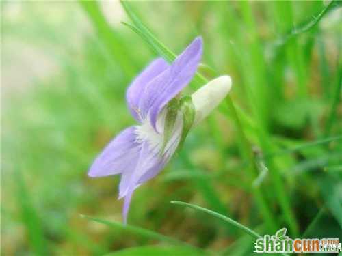 4月10日生日花占卜  山村