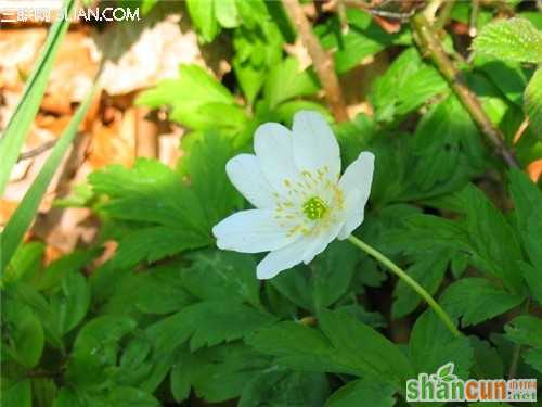 4月7日生日花占卜 山村