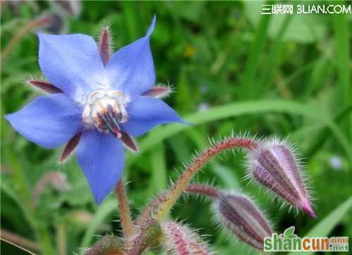 4月14日生日花占卜 山村