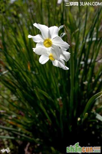 4月13日生日花占卜 山村