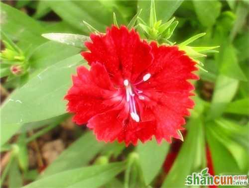 5月1日生日花占卜 山村