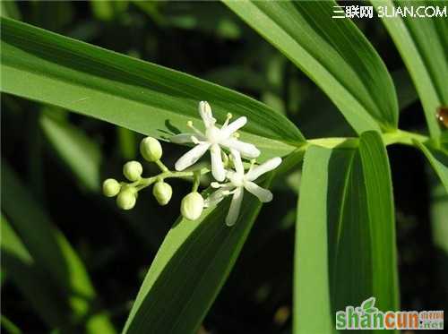 5月9日生日花占卜 山村