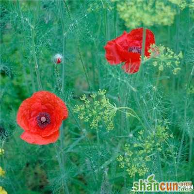 5月17日生日花占卜 山村