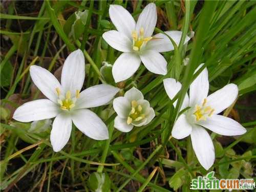 5月16日生日花占卜 山村