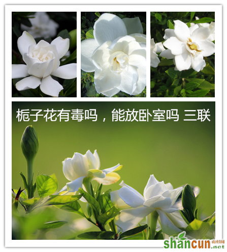 栀子花有毒吗，能放卧室吗 山村.png