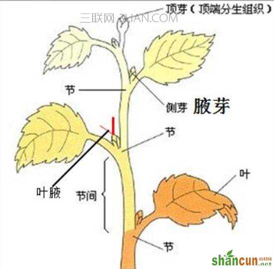 腋芽示意图